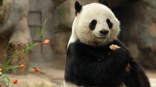 美国爆料熊猫乐乐视频,萌态可掬引网友热议  第2张